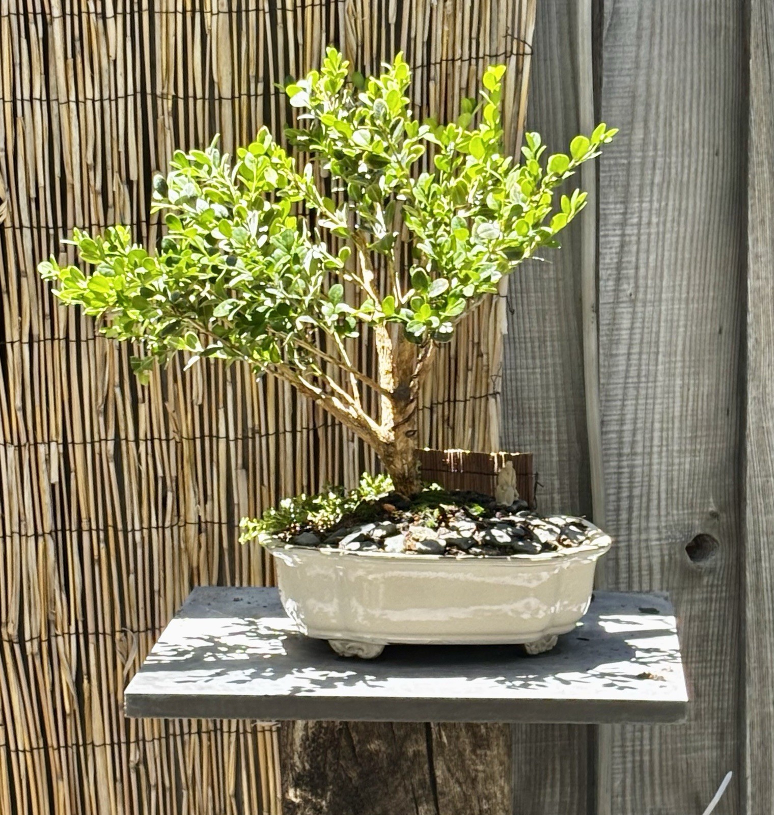 12 YEAR OLD JAPANESE BOXWOOD BONSAI TREE BY IN A 10” CERAMIC POT- FREE SHIPPING!