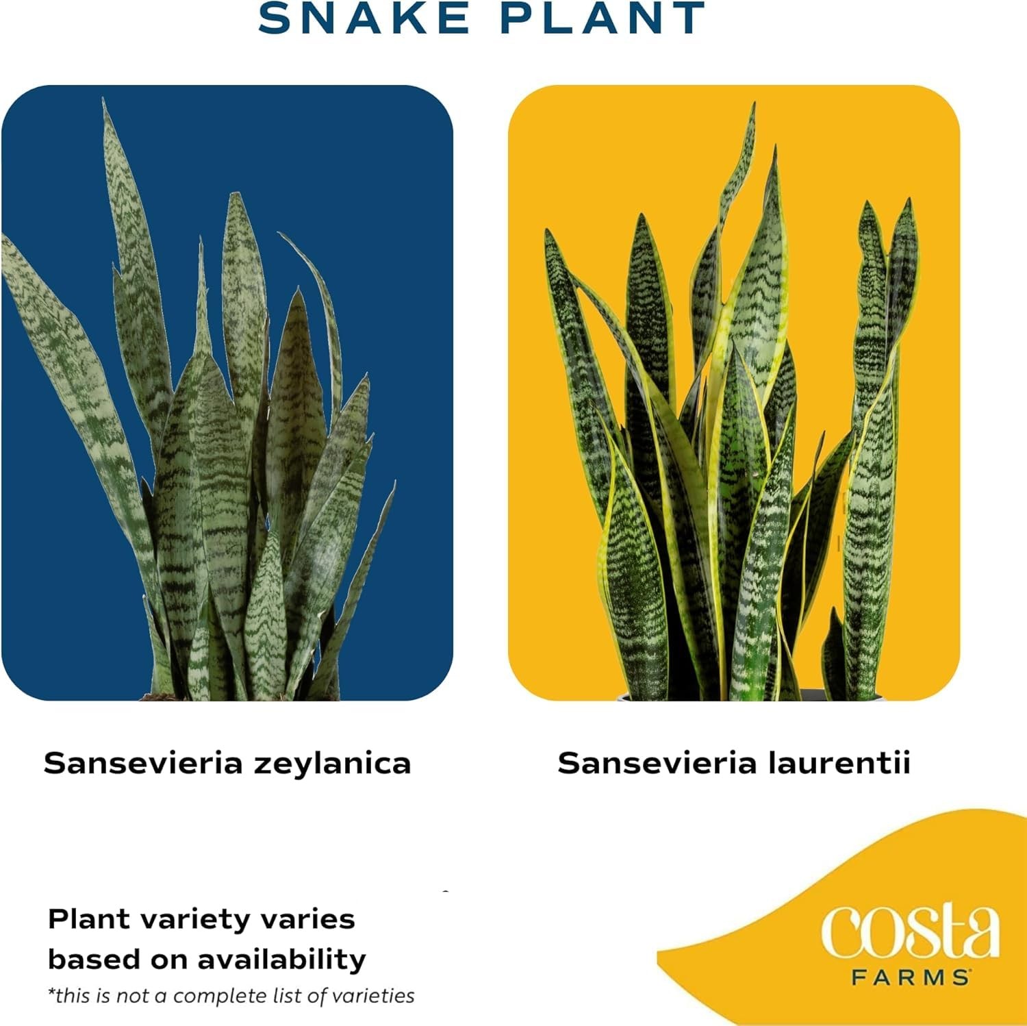 Costa Farms Snake Plant, Mother-in-Law’s Tongue Live, Potted, 2ft Tall