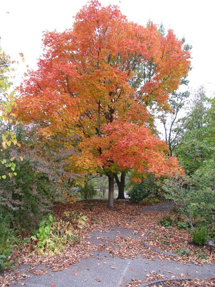 4 Sugar Maple Tree saplings Acer Saccharum from Michigan