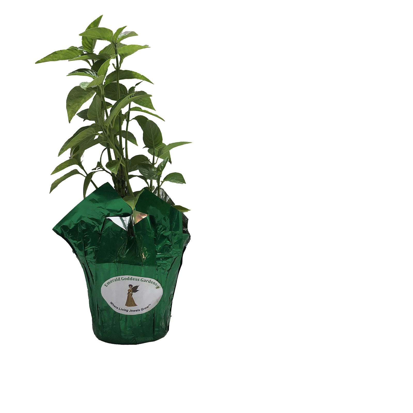 WHITE Brazilian Plume Flower Jacobina Shade Garden Perennial