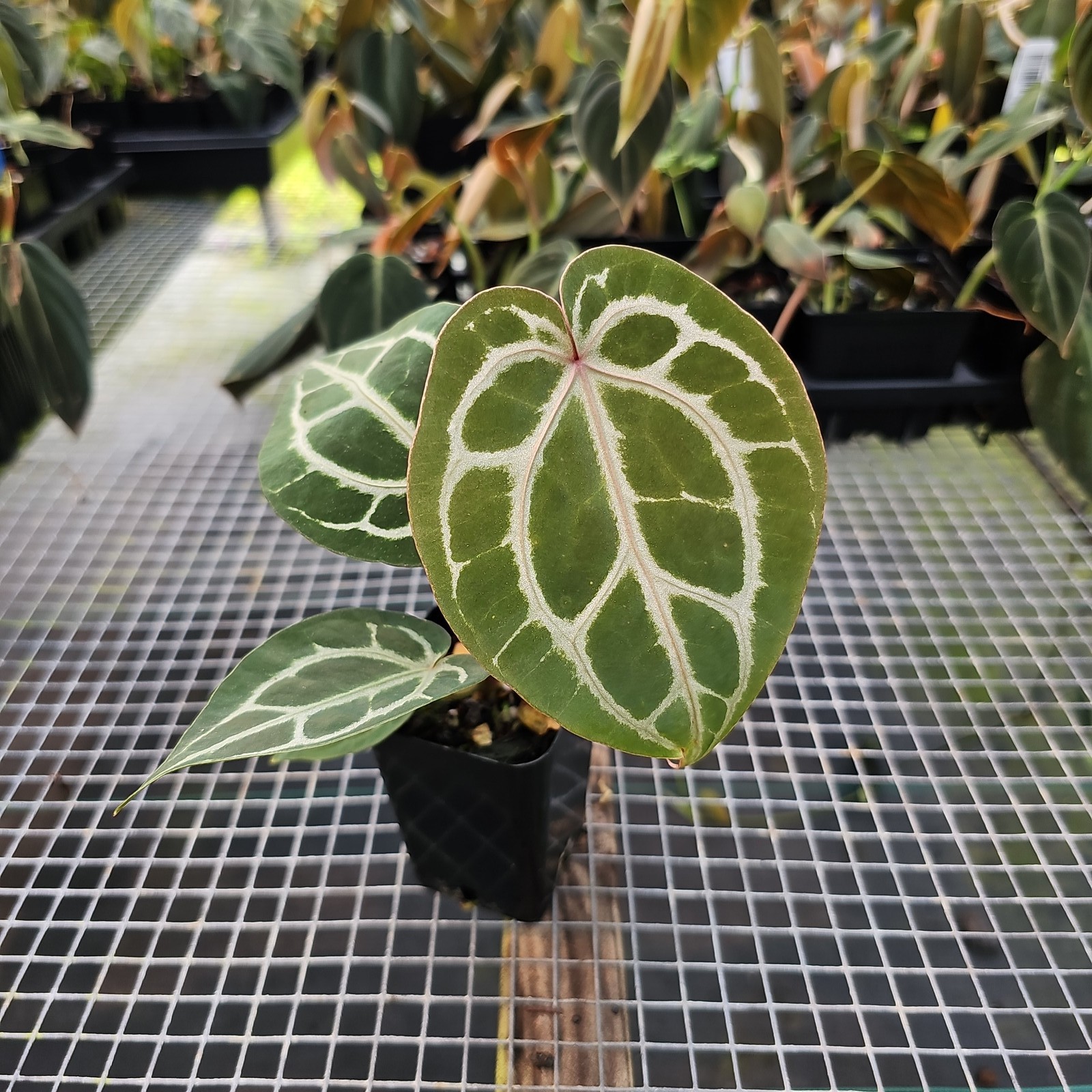 Anthurium Red Crystallinum Doc Block 2.5″ pot, Fedex 2day*
