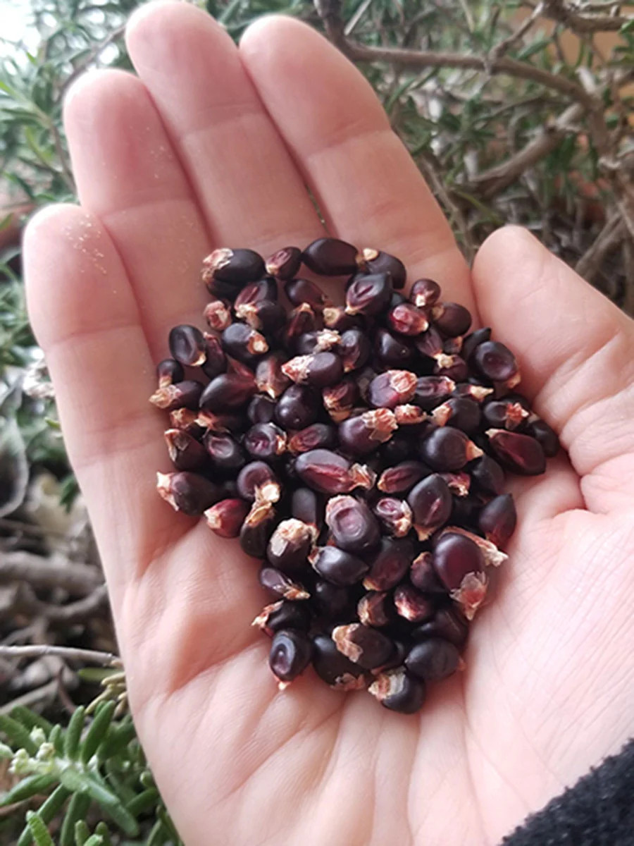 Dakota Black Popcorn Seeds | Popping Purple Blue Ornamental Pop Corn Seeds 2023