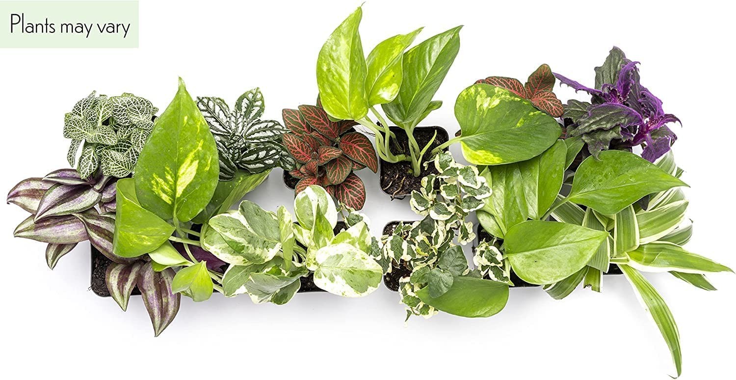 Altman Plants Live 6Pk Indoor Plants For Delivery Premium Live Plants And