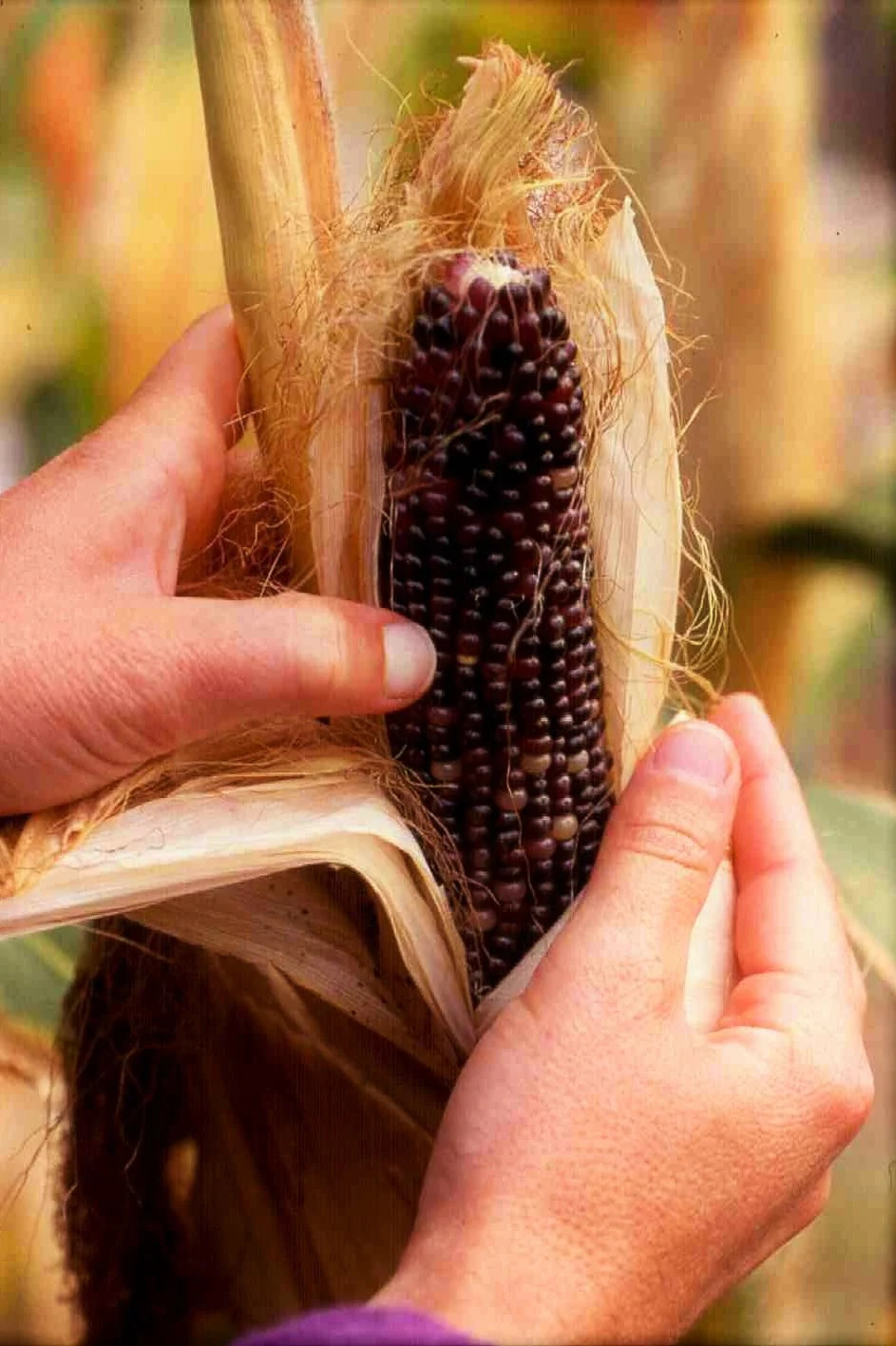 Dakota Black Popcorn Seeds | Popping Purple Blue Ornamental Pop Corn Seeds 2023