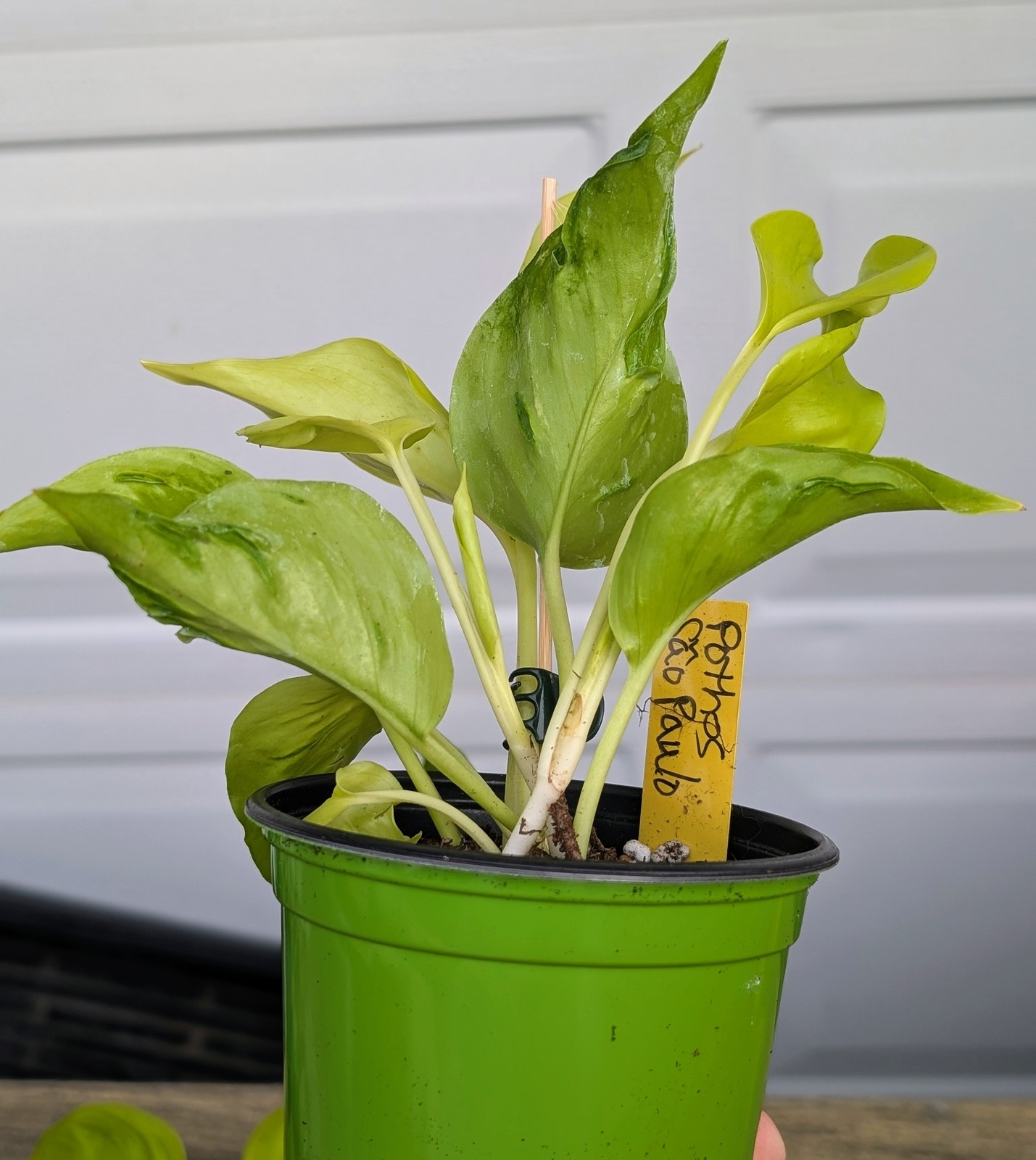 Pothos Champs-Elysees