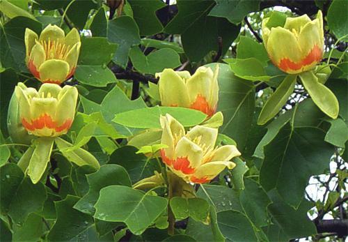 Tulip Tree qt pot