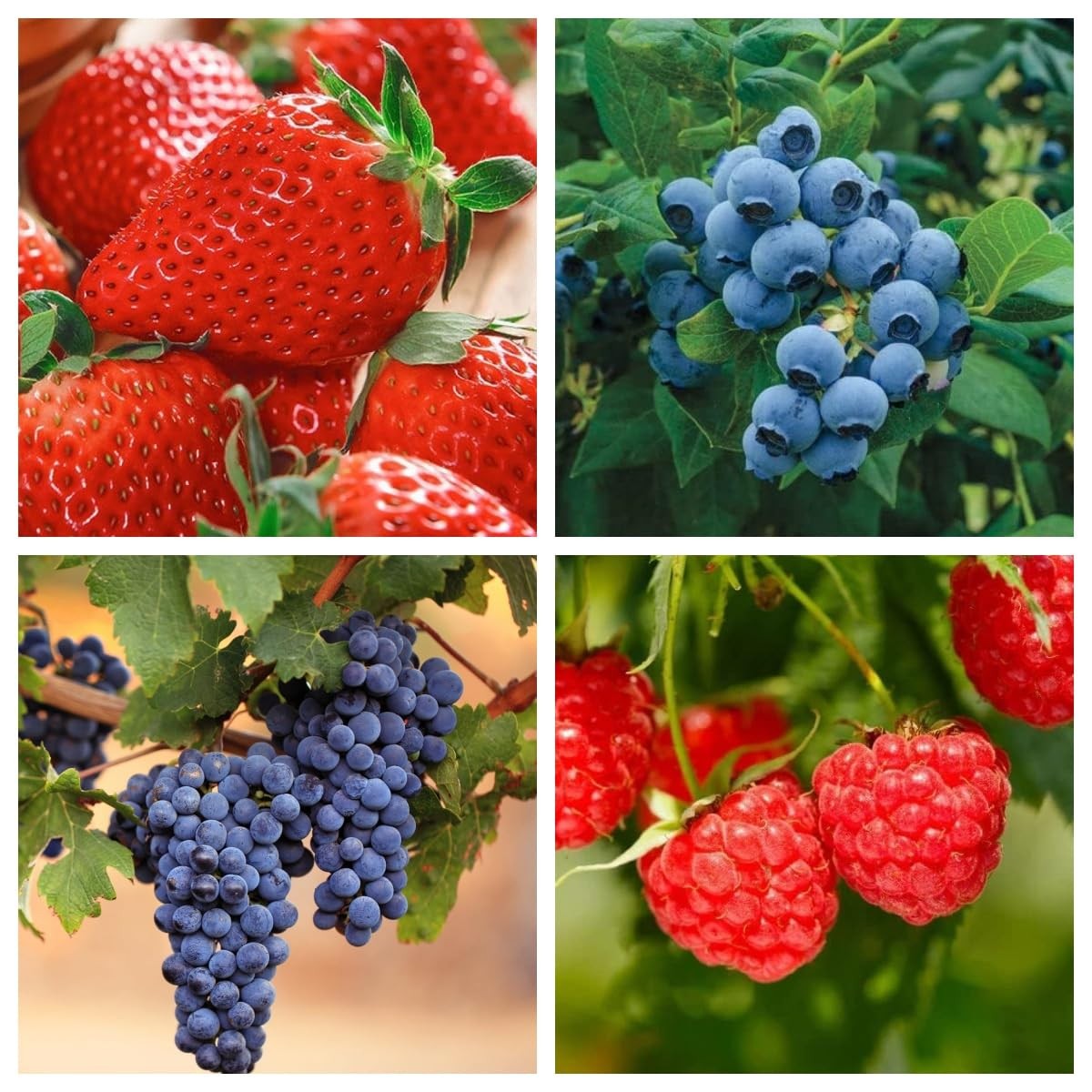 1000+ Mixed Fruit Seeds for Planting – Strawberry Raspberry Blueberry & Grape…