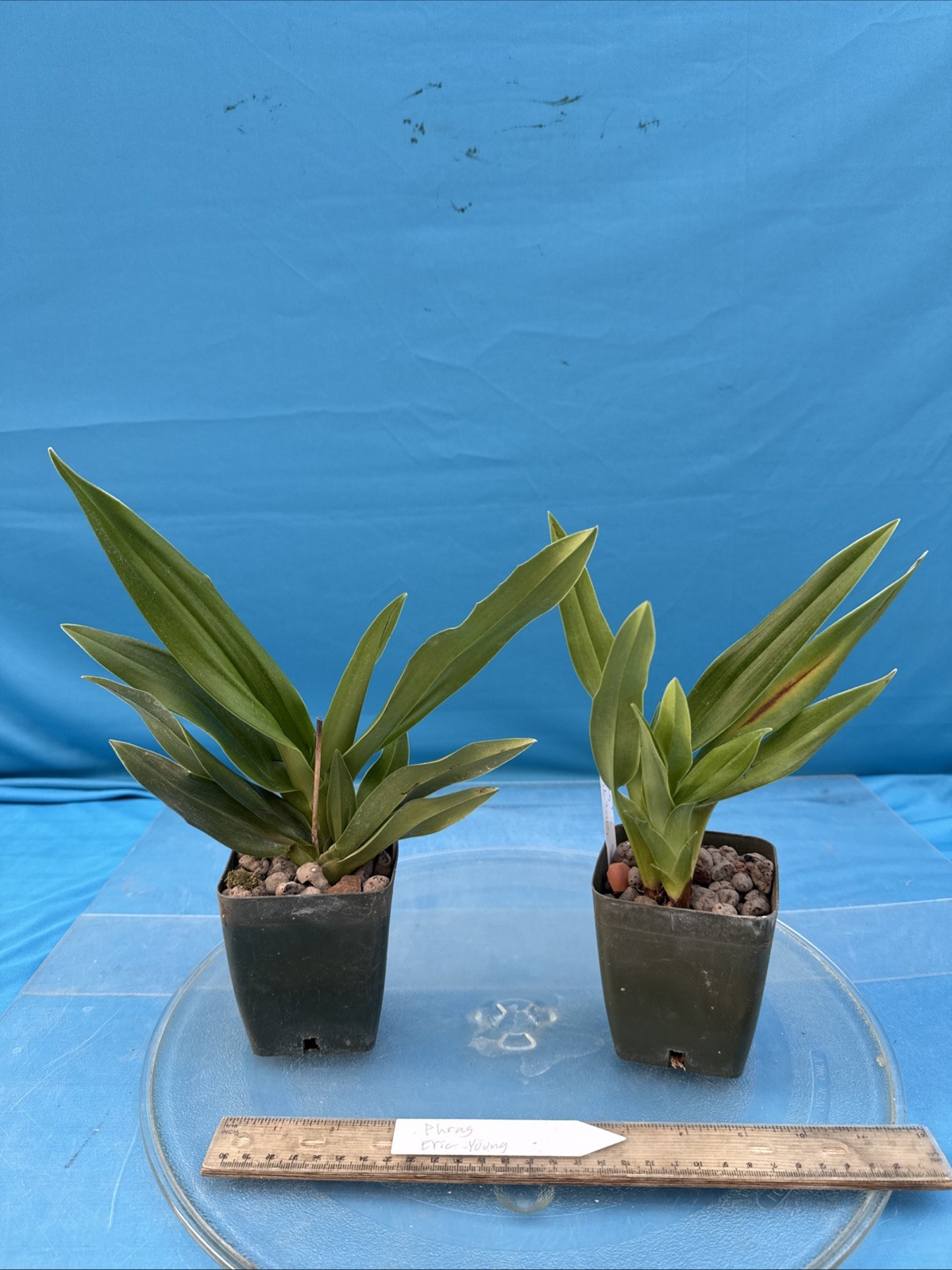 Phragmipedium Eric Young Orange Yellow Pink NBS Orchid New Import 4” RePot