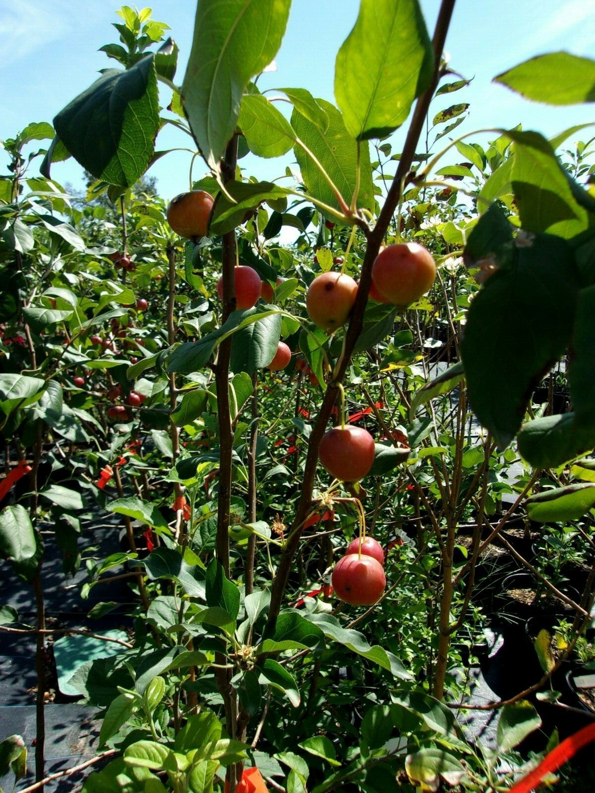 Dolgo Fruiting Crabapple Fruit Tree 4′-6′ Live Trees Plants Plant Crabapples