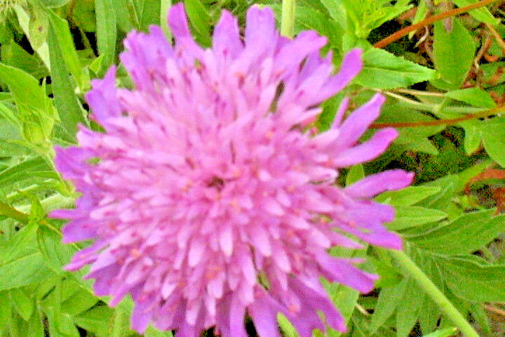 PRETTY PINK KNAUTIA, 100 SEEDS, PINCUSHION FLOWERS, HARDY, *VERY EZ TO GROW*