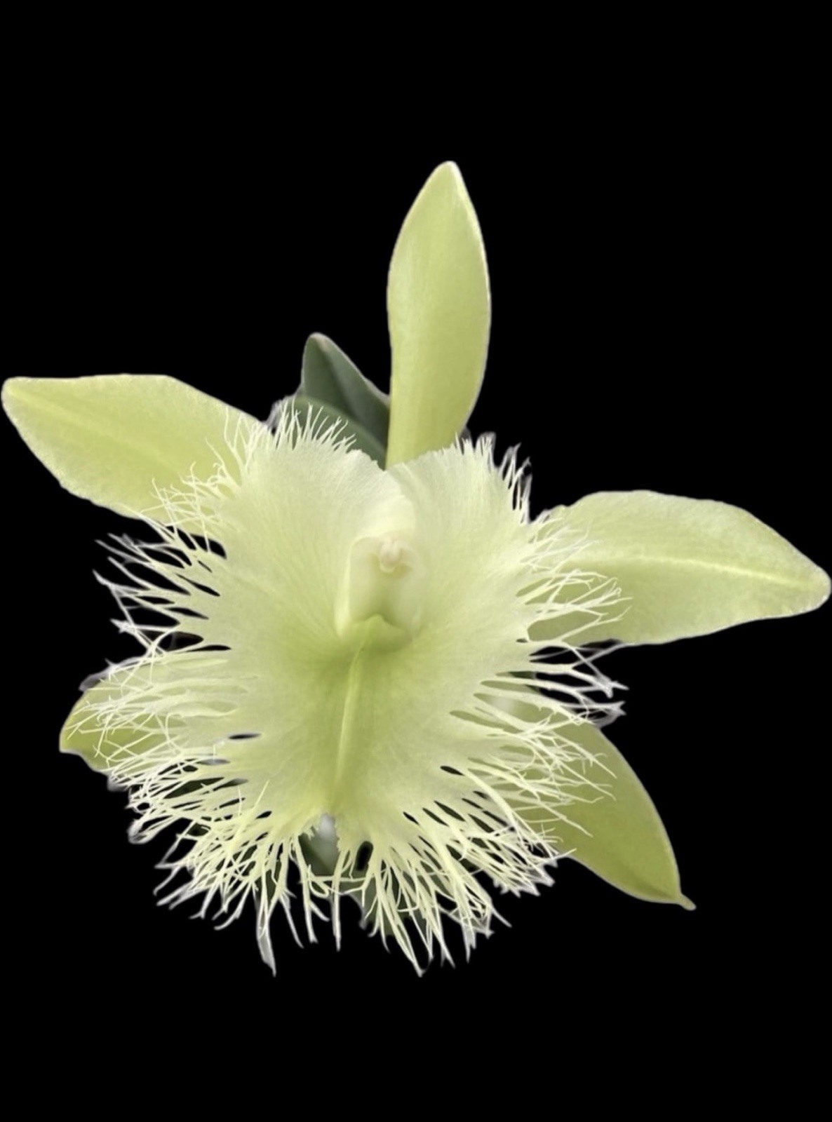 Rhyncholaelia digbyana ‘Green Giant’ FCC/AOS Orchid Cattleya FRAGRANT