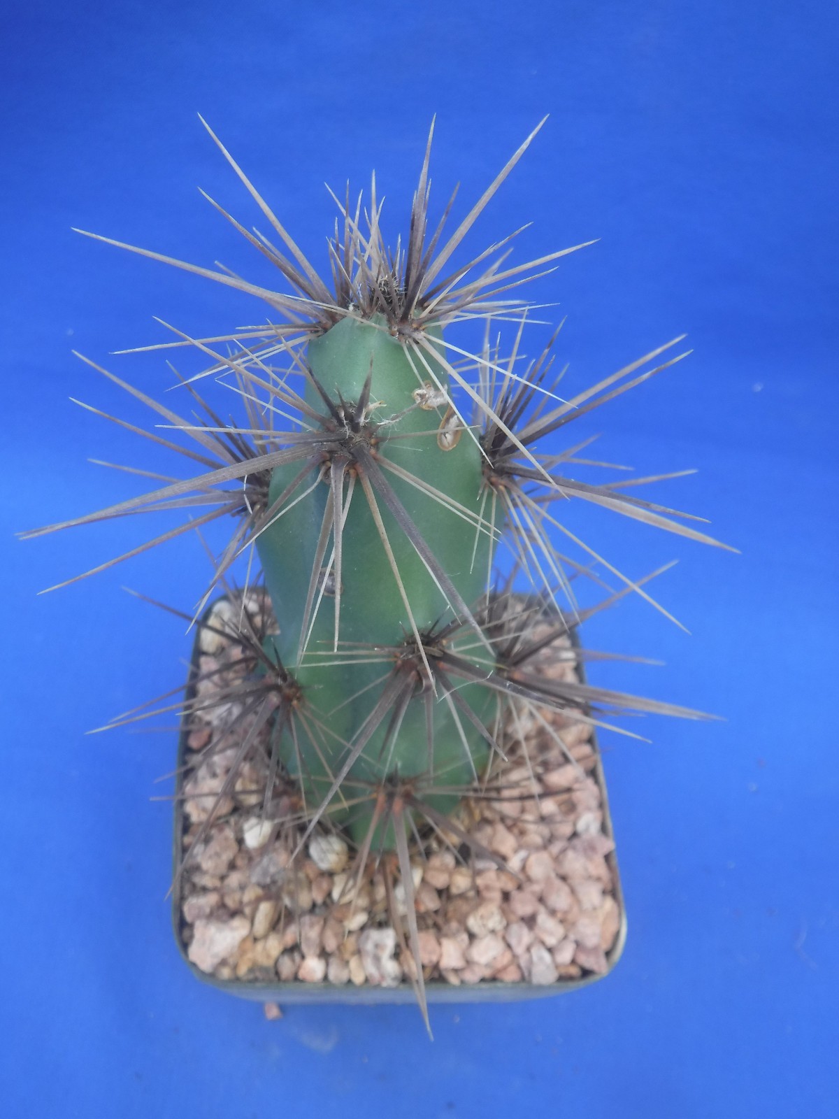 Grusonia emoryi New Mexico Form RARELY OFFERED! 6″ Tall Cold Hardy to 0F!!! C4