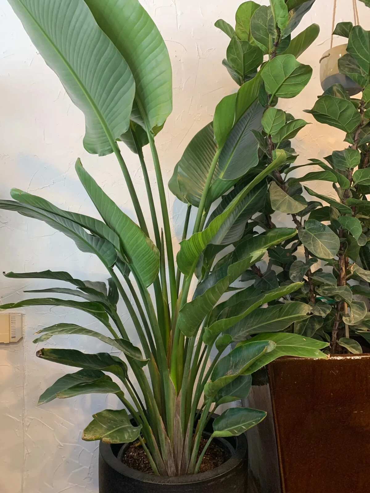 Orange Bird of Paradise~Strelitzia Reginae~ROOTED PLANT~10-12 Inches Tall