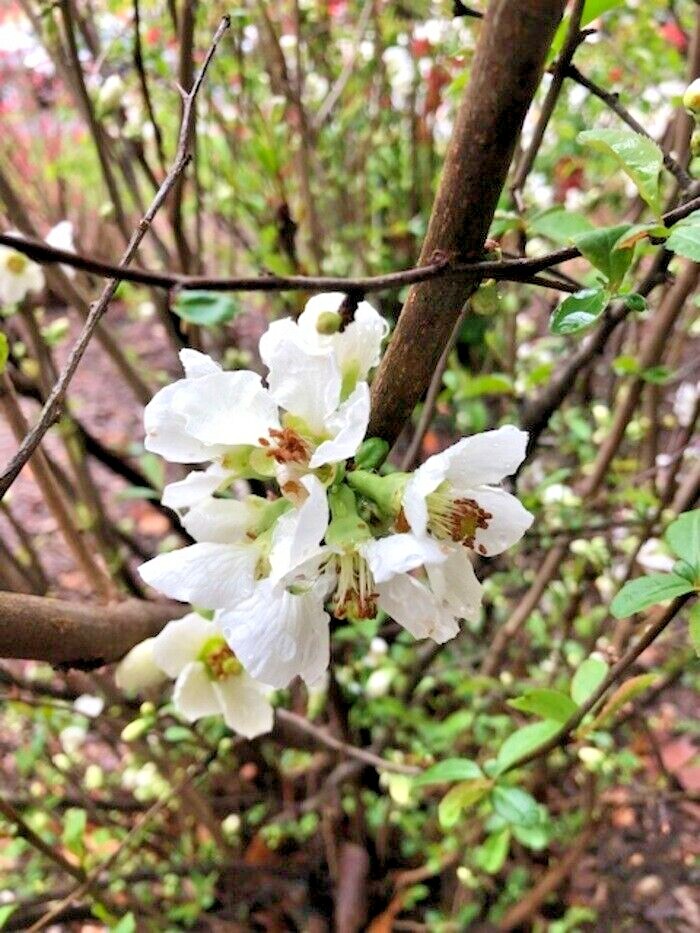 15 FRUCTICO ALBA JAPANESE QUINCE SEEDS – Chaenomeles × superba ‘Fructico Alba’
