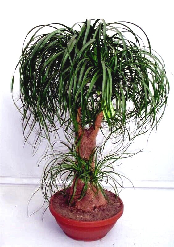 Ponytail Palm Tree Seeds (Beaucarnea recurvata) Elephant Foot Indoor House Plant