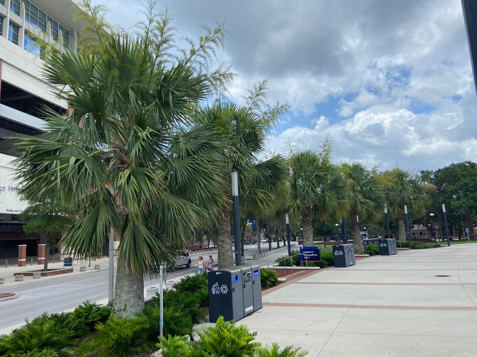 Sabal causiarum seeds. Puerto Rican Hat Palm! Cold Hardy! Massive Palm!