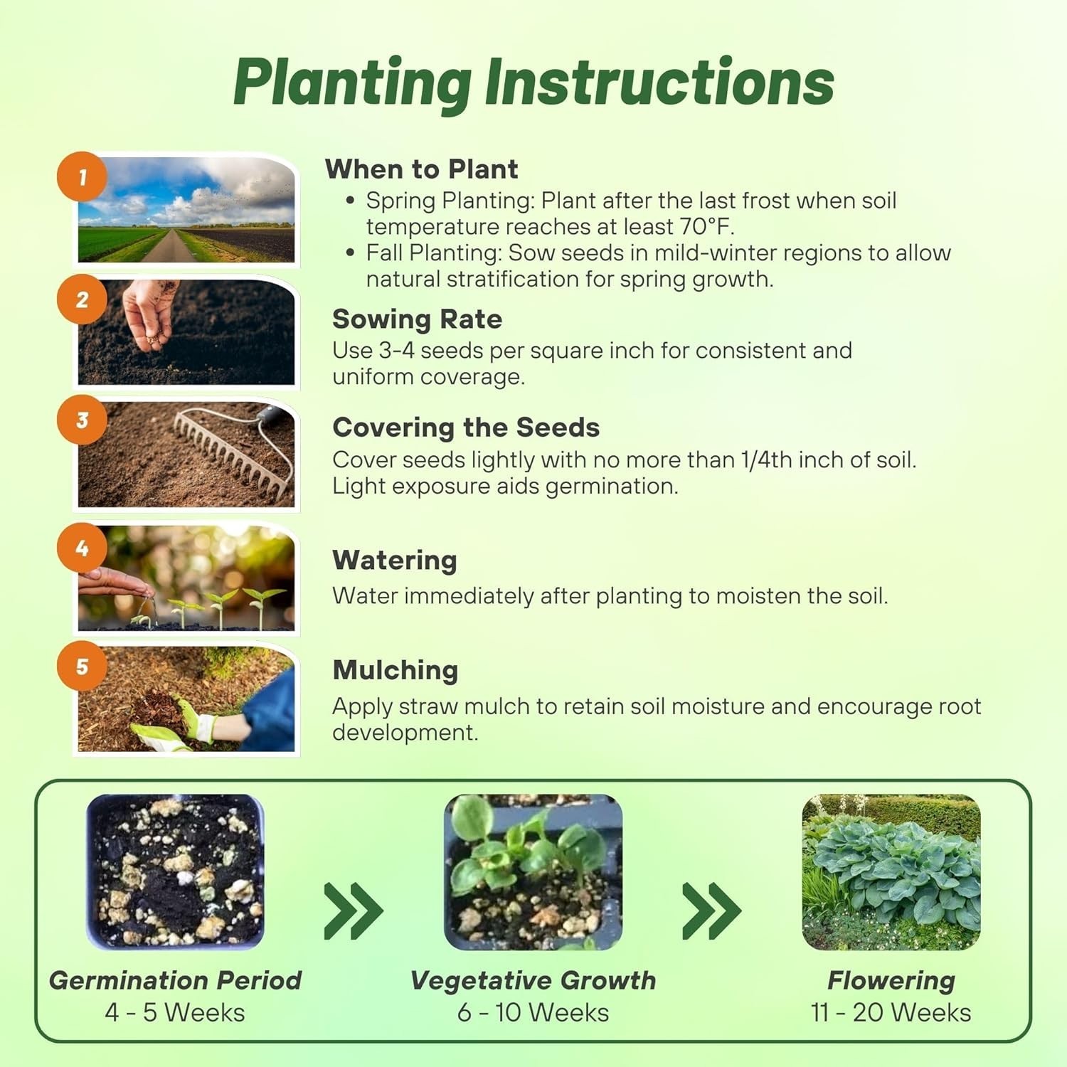 Low Maintenance Hosta Seeds – 50 Pcs for Vibrant Shade Displays and Containers