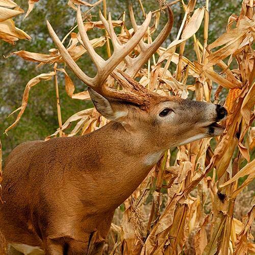 Dinner Getter Deer Food Plot Corn Seeds – 100 Seeds to Grow Deer Food – High Yie