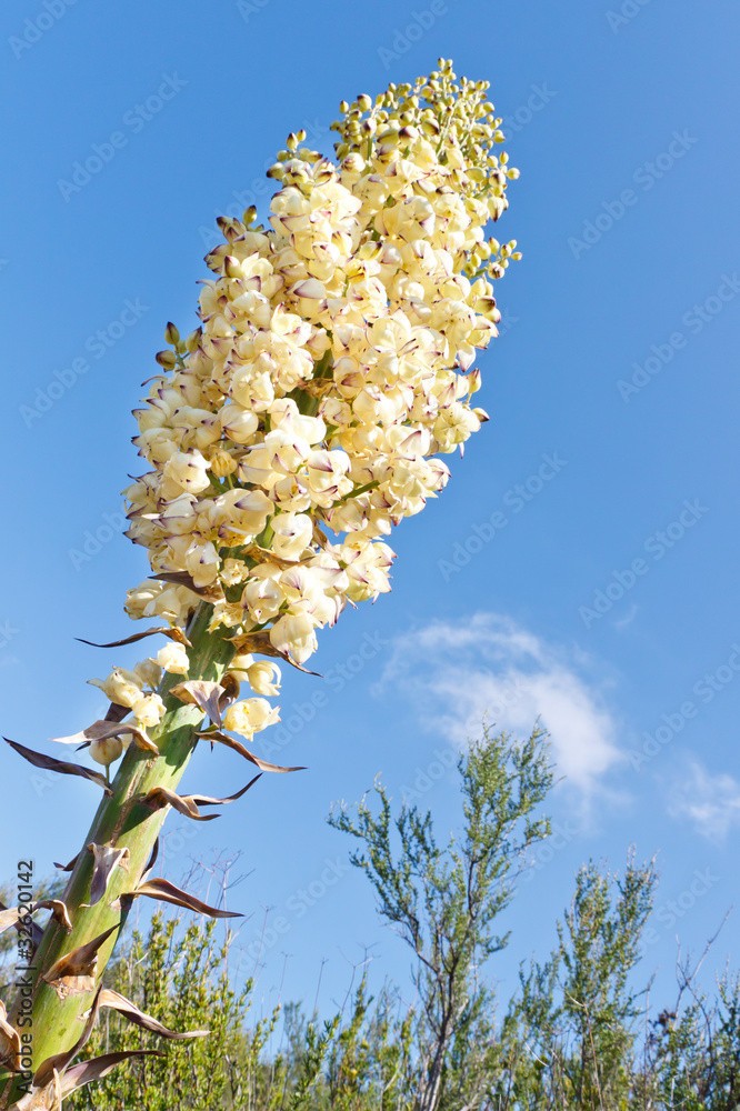 Yucca Whippiei aka Our Lords Candle 10 Seeds Free Shipping!