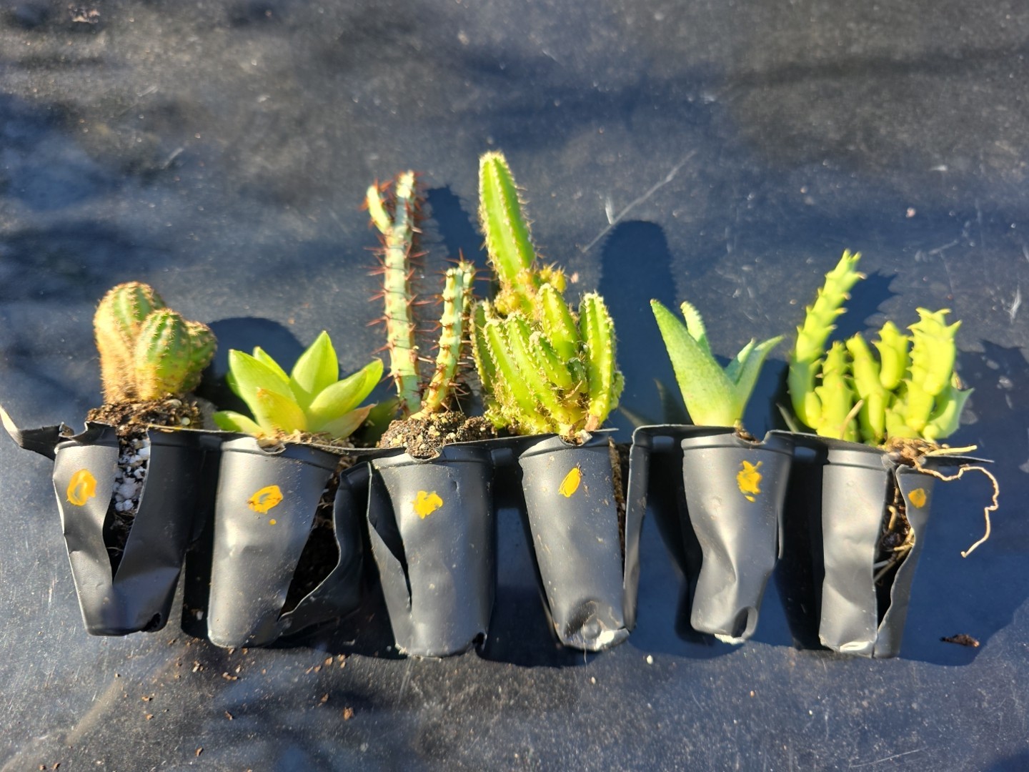 RESEL LOT 25 Desert Rose 25 Madagascar Palm 25 Asst Succulent 25 Cactus Seedling