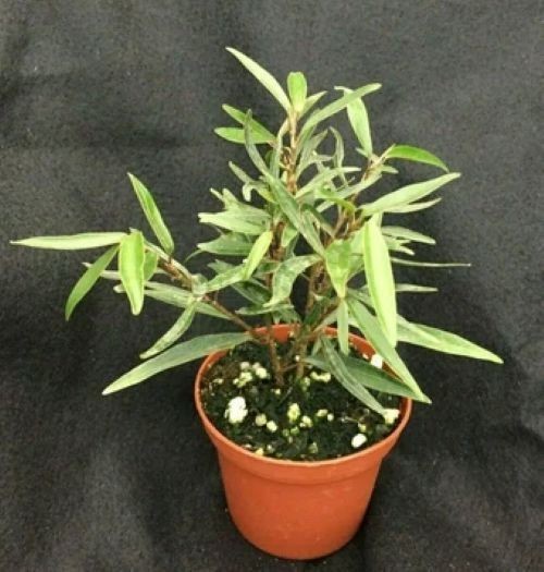 Ficus salicifolia, The Willow Leaf Ficus. Rooted Plant in 3″ Pot