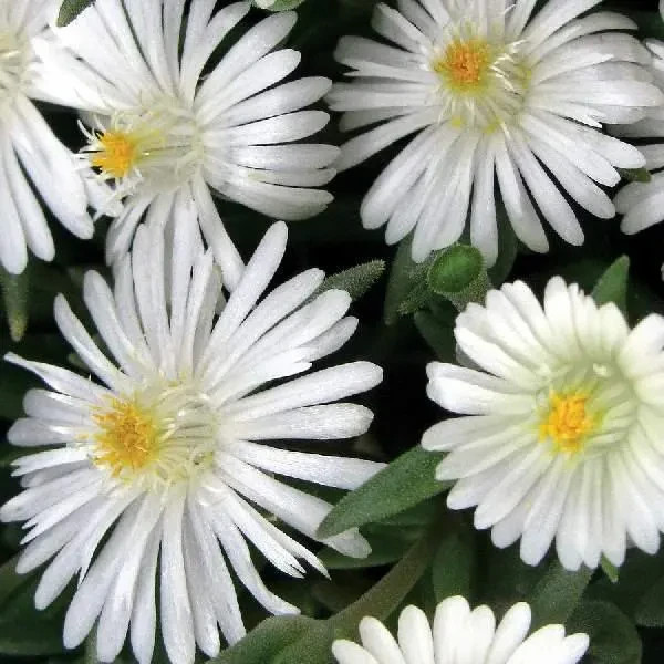 Hardy Ice Plant, Delosperma Cooperi Vibrant Ground Cover | Rare Succulents