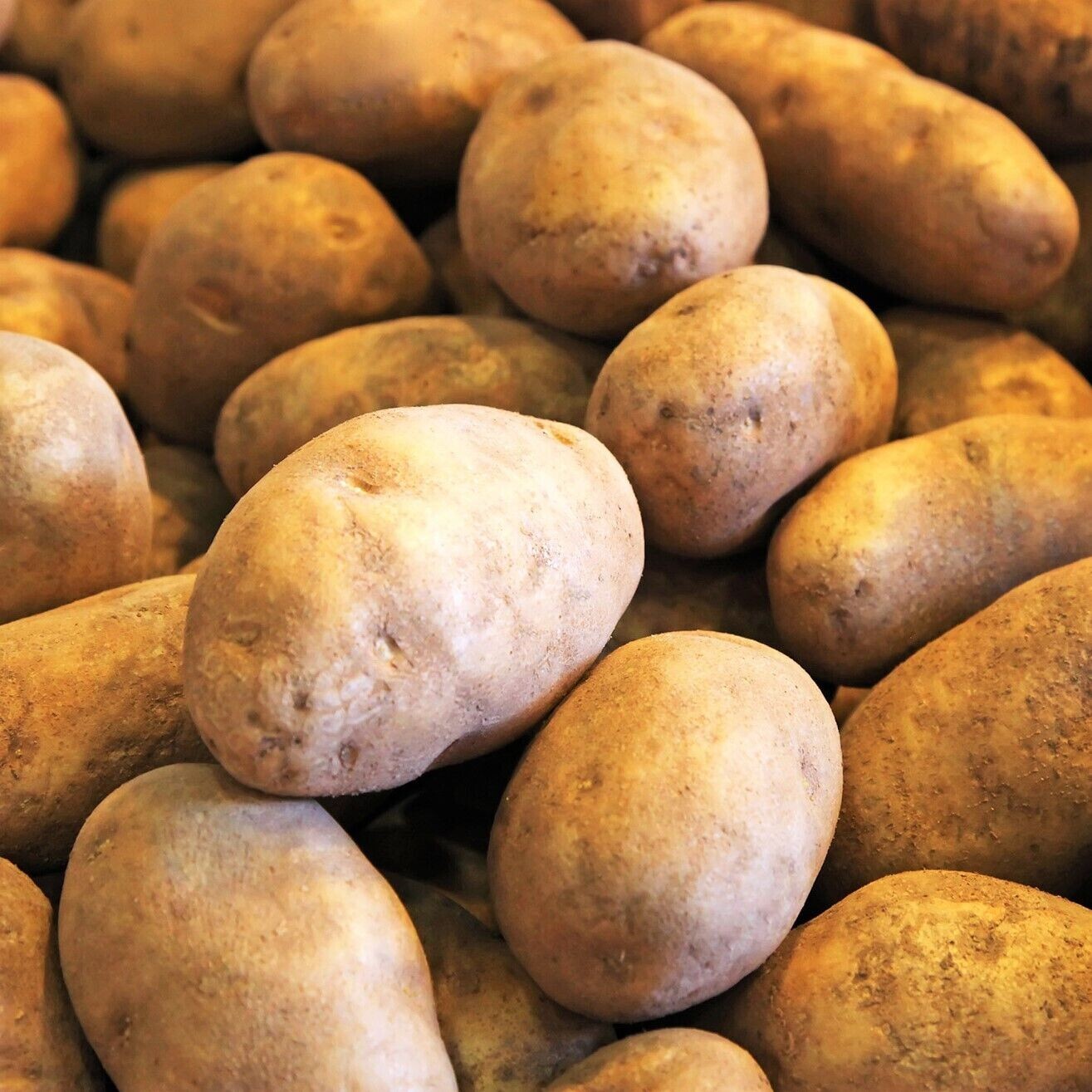 Russet Seed Potatoes | USDA Certified Planting 500gram Burbank Potato Seed 2024