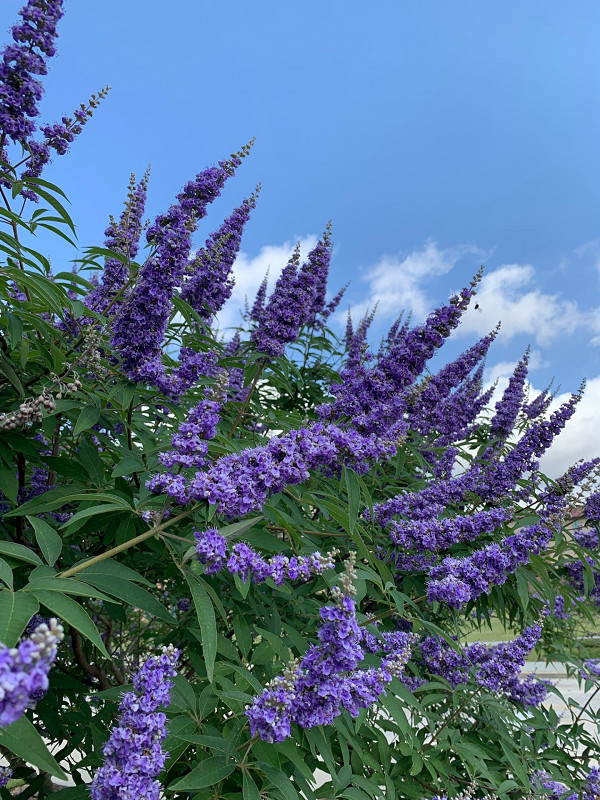 Vitex shrub potted plant from 1 to 2 ft tall now in stock