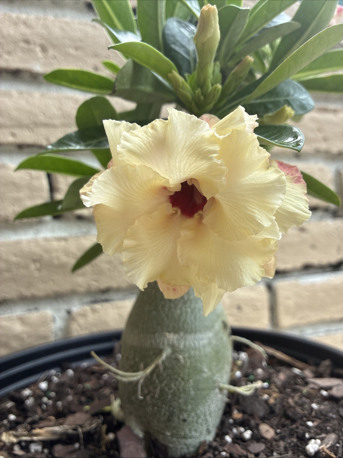 Beautiful Desert Rose Exotic Color Live Plant Soft Yellow With Double Petal Rare