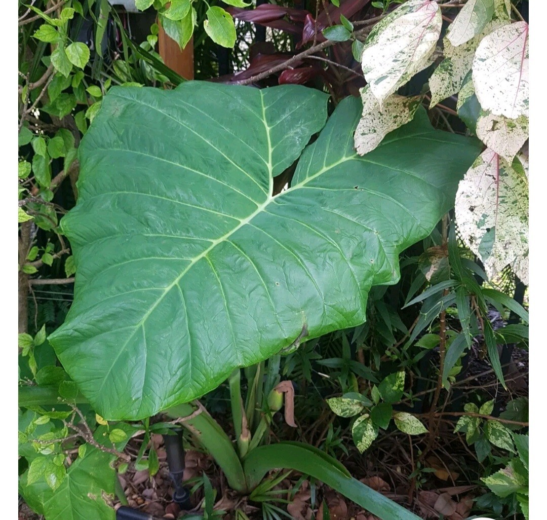 5 Elephant Ear Live Plants Tropical Alocasia Colocasia