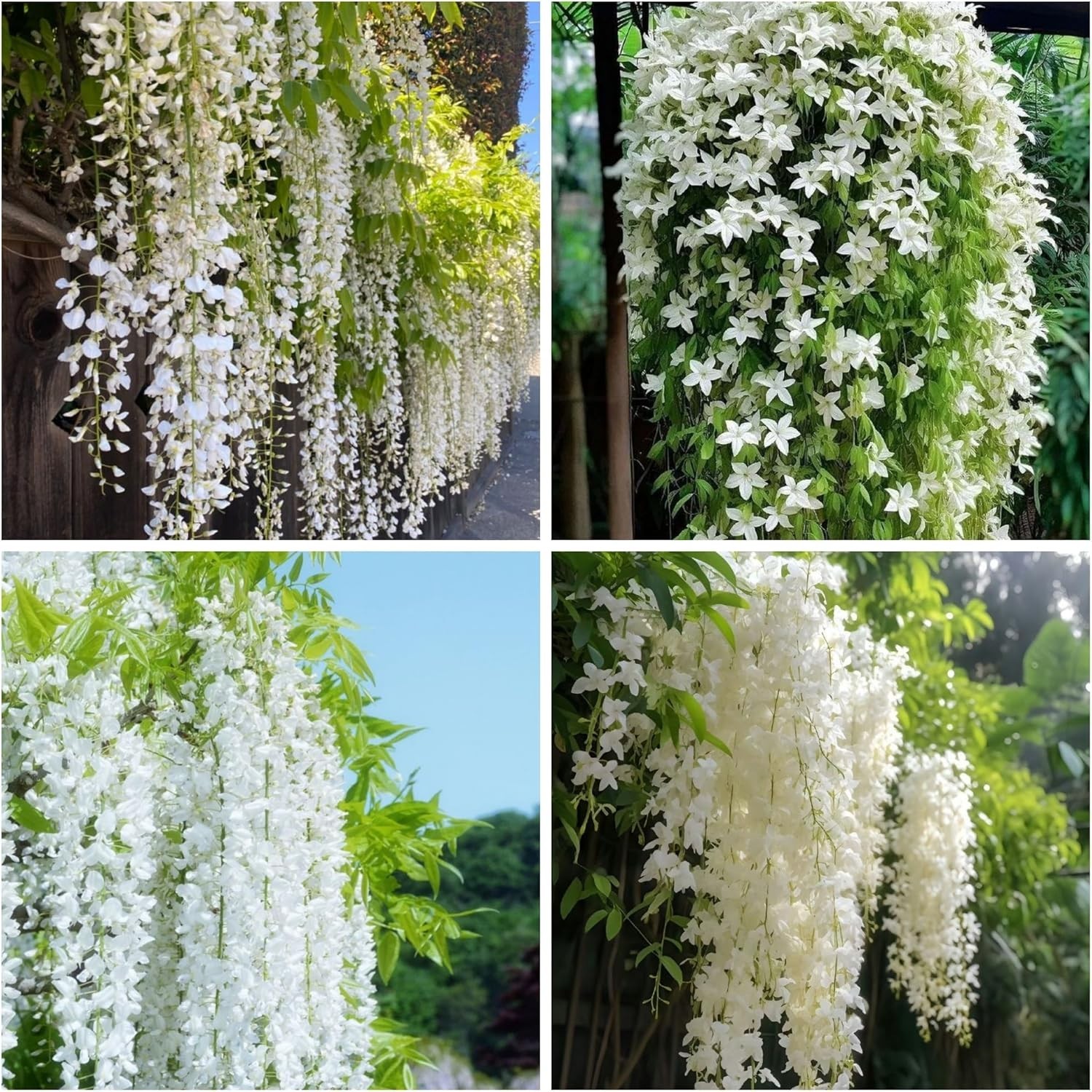 400+ Climbing Weeping Jasmine Flower Seeds for Planting Fragrant Plant Seeds Fou