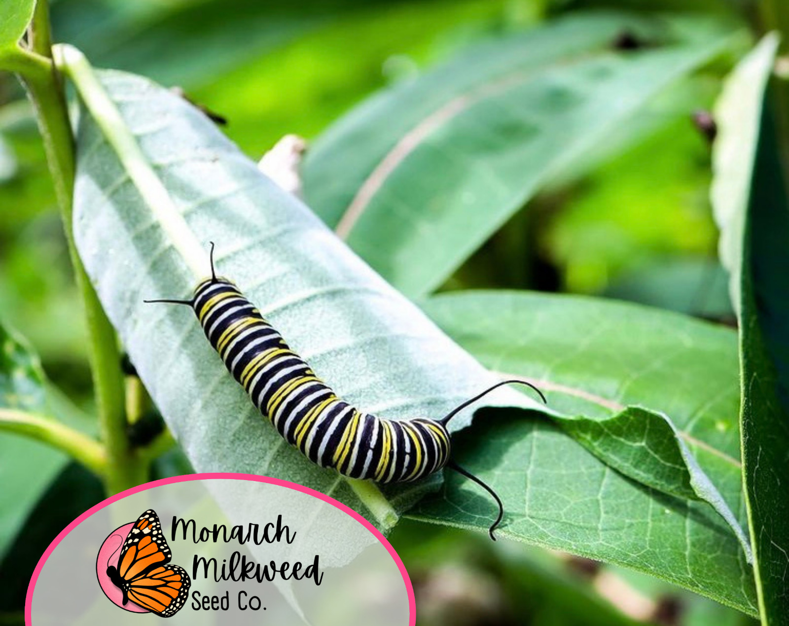 BULK COMMON MILKWEED SEEDS | Monarch Butterfly Native Flower, Asclepais Syriaca