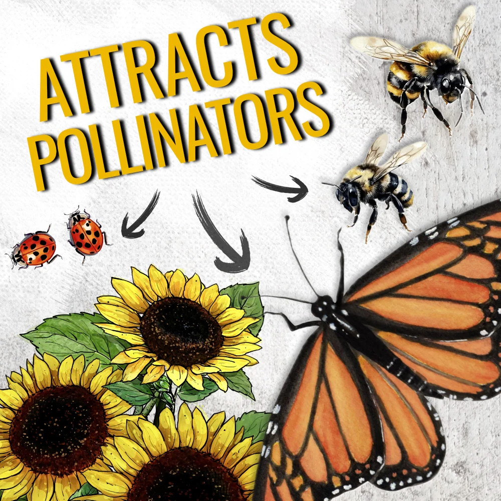 Yellow Pygmy Sunflower Seeds For Planting (Helianthus annuus)