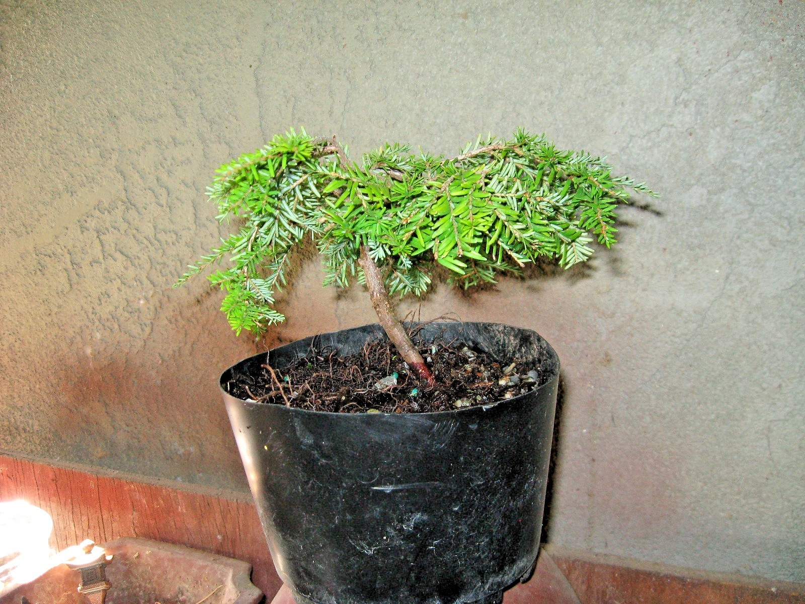 BONSAI DWARF CANADIAN HEMLOCK COLE’S PROSTRATE