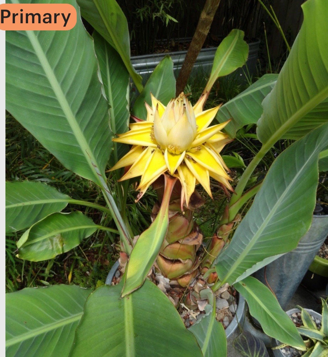 Chinese Dwarf Yellow Banana / Golden Lotus Musella Lasiocarpa Live Starter Plant