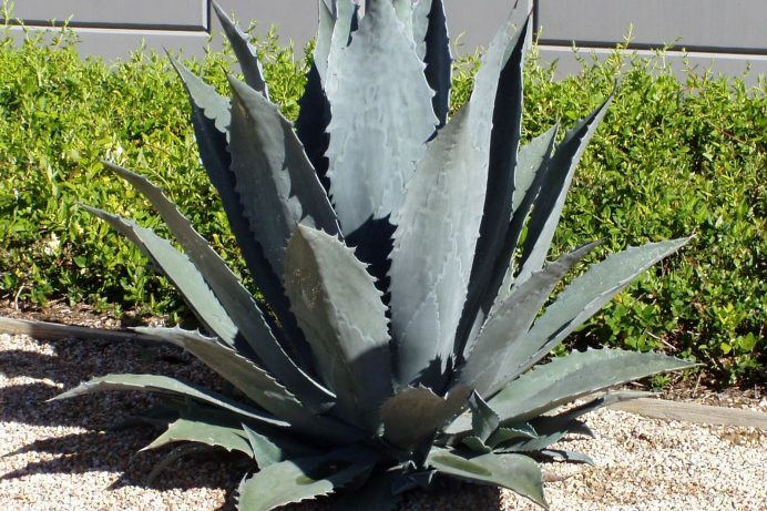Agave Americana Blue Century Plant Pup Sprout for sale. Grows Huge!!!!