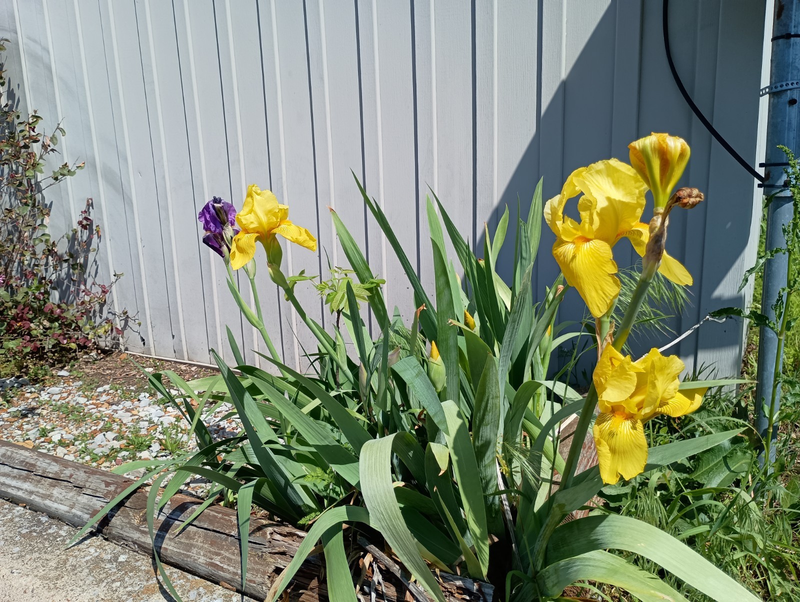 6 Mixed Bearded Iris Rhizomes – Yellow & Purple – Freshly Dug. – Mature Bulbs