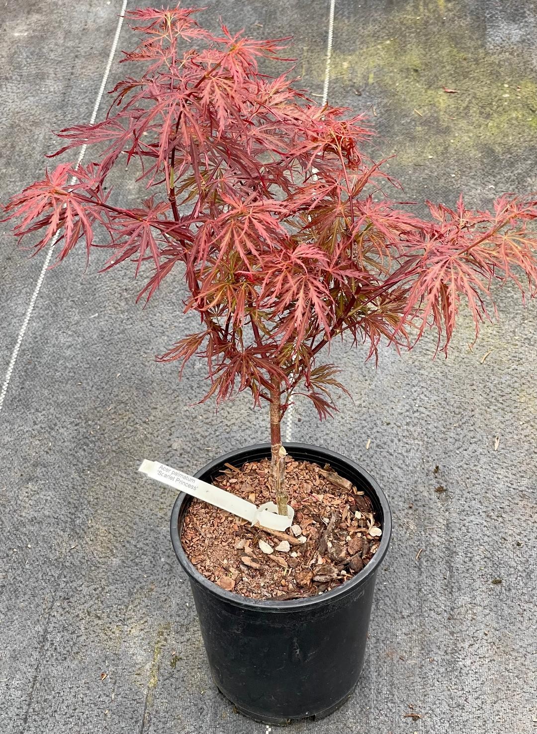 Acer palmatum ‘Scarlet Princess’ (Scarlet Princess Japanese Maple) Rare!