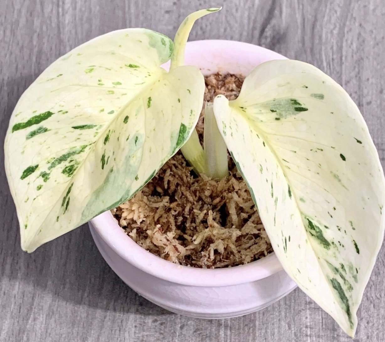 Snow White Pothos (new Cultivar) More White Than Ever Before 1 Leaf Node Cutting