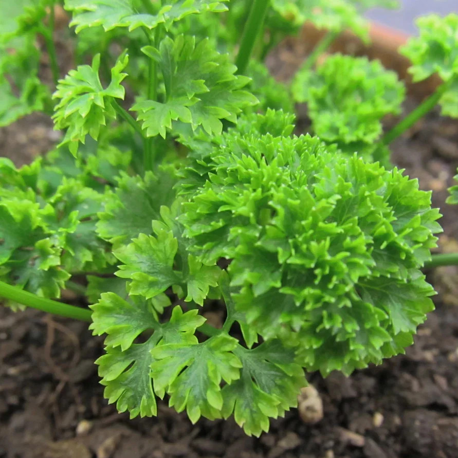 Triple Moss Curled Parsley Seeds | For Planting Curly Leaf Herb Garden Seed 2024