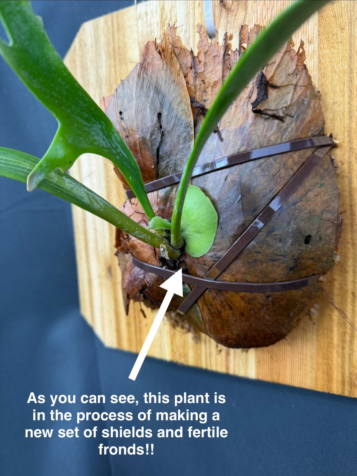 PLATYCERIUM ‘AMAZING’ – one of the BEST willinckiis ever! – cedar mounted
