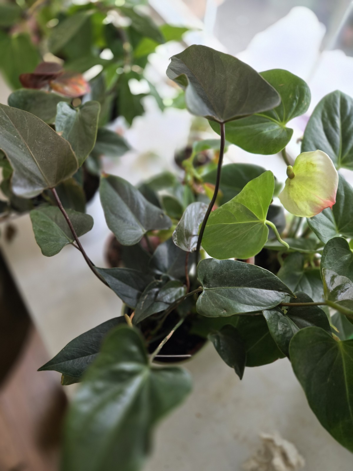 Anthurium Ace Of Hearts Rare Plant