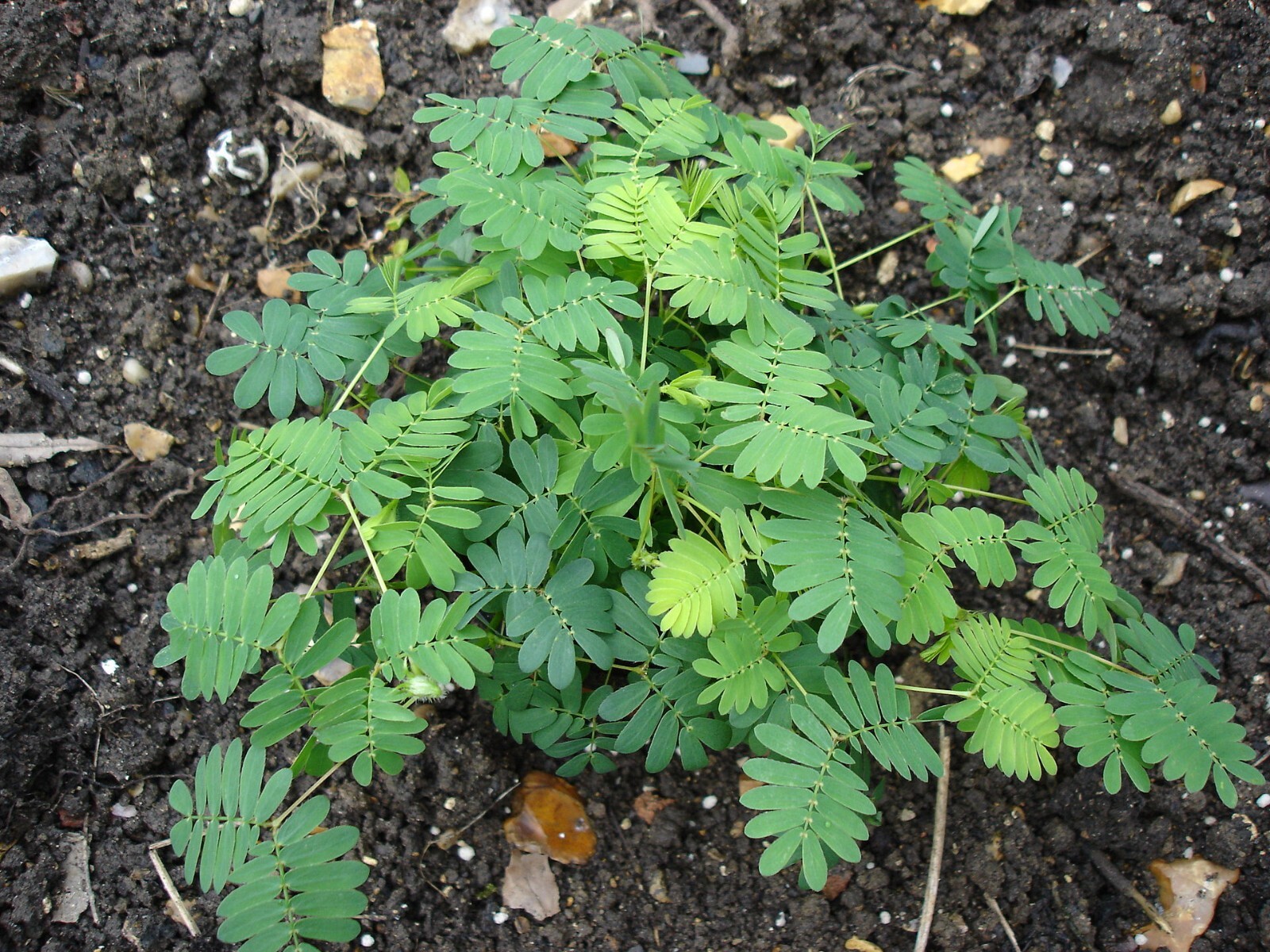 SENSITIVE PLANT Seeds BULK *FREE Shipping!* Mimosa pudica Herb Shy Plant Seeds