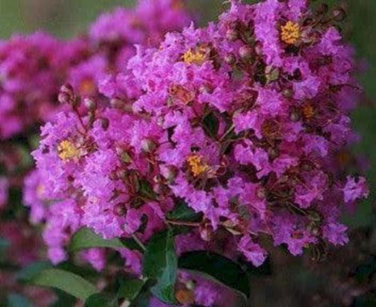 Centennial Crape Myrtle: Elegant Shrub with Saturated, Dark Purple Flowers