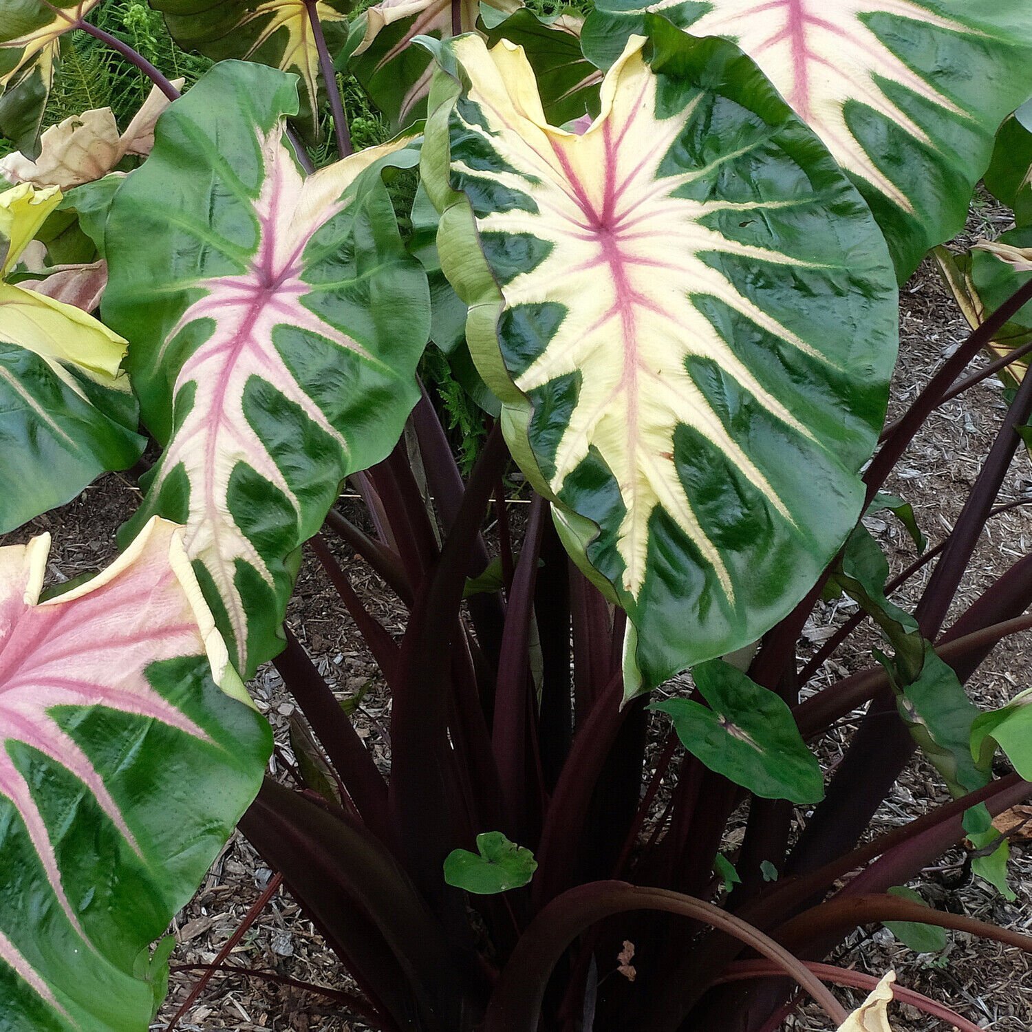 Waikiki Elephant Ear – Colocasia esculenta – Live Plant