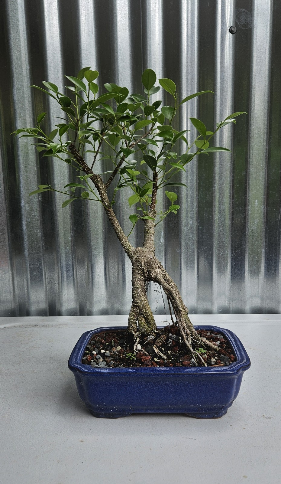 Ficus Bonsai Exposed Roots Nice Nebari