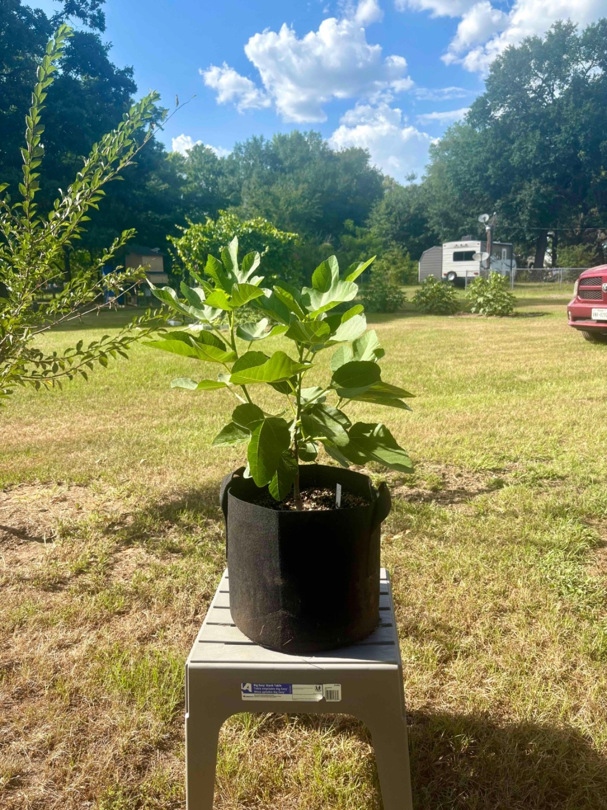 Black Madeira KK Fig Tree – Well Rooted Plant 2 Feet Tall No Shipping to CA & AZ