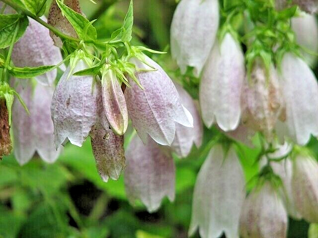 spotted bellflower pink-white-purple mix 150 seeds campanula takesimana-punctata