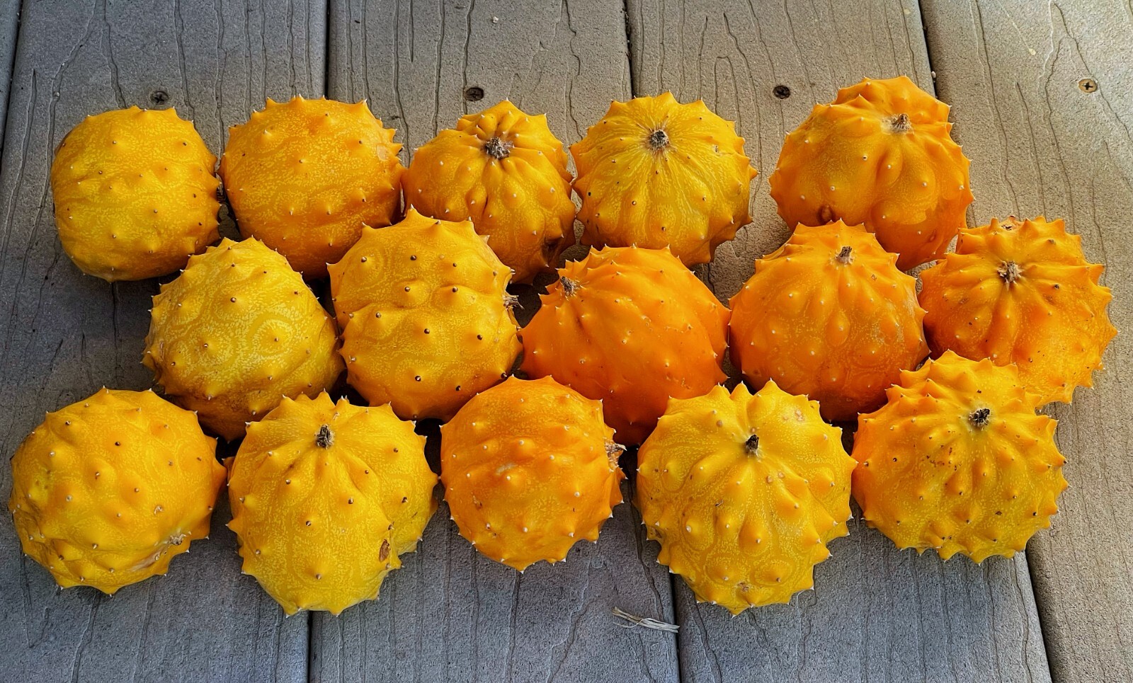 50+ Kiwano Rund Horned Melon Seeds Exotic Vine and Melon US seller Free ship