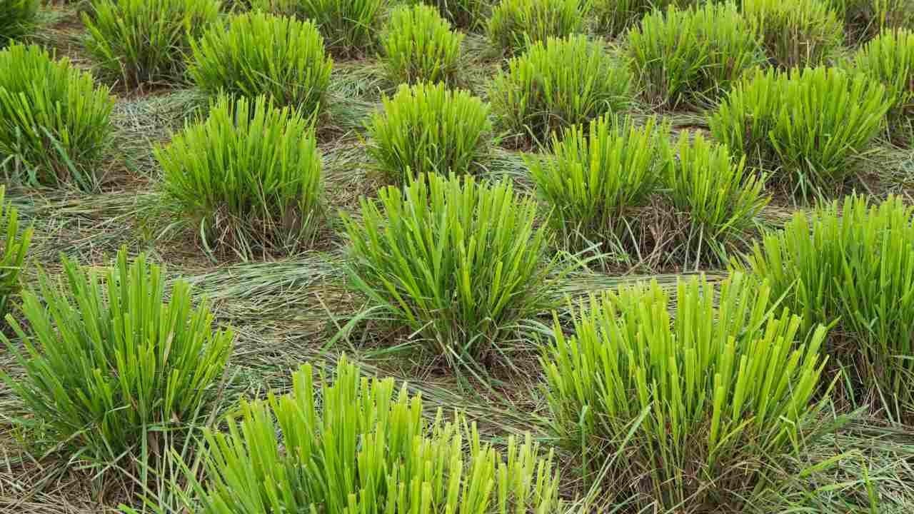 20 Live Lemongrass starters-plugs-stalks for Planting – Tea & Asian Herb